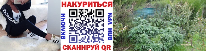 Бошки Шишки планчик Звенигород